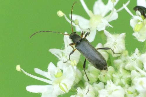 Réf. 258 107 : Grammoptera ruficornis